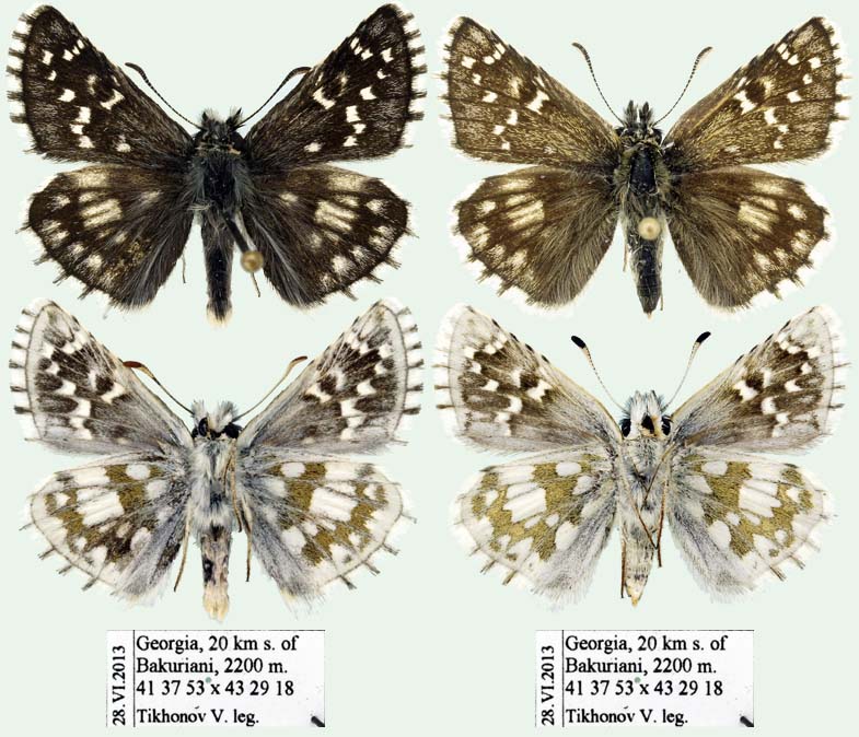 Pyrgus serratulae